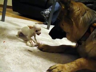 Un chihuahua tient tête à un berger allemand