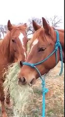 Un cheval offre un bouquet de foin à sa petite amie