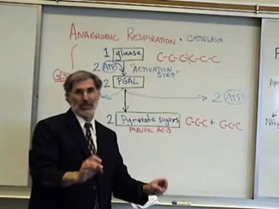 Professor Fink explains CELLULAR RESPIRATION (Part 4); Glycolysis & Fermentation