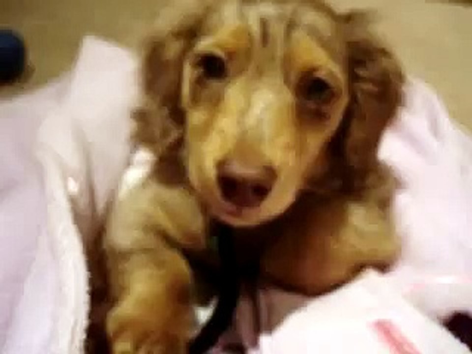 Hypno-pup