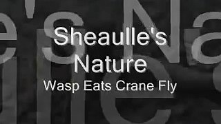 Wasp Eats Crane Fly