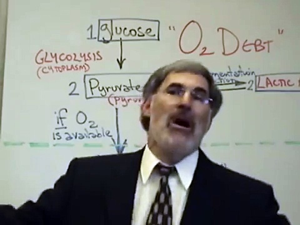 Professor Fink explains CELLULAR RESPIRATION (Part 5); O2 Debt; Aerobic Resp; Krebs Cycle