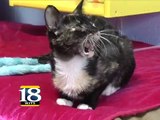 Visit With The Dubois County Humane Society