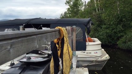 Huge dock spider protecting its babies