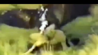 Eagle attacks Wolf  Man  other Animals   Animal Attack Video Compilation