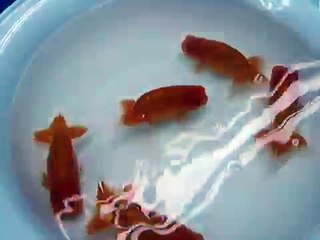 Home Quarantine Ranchu (part1)