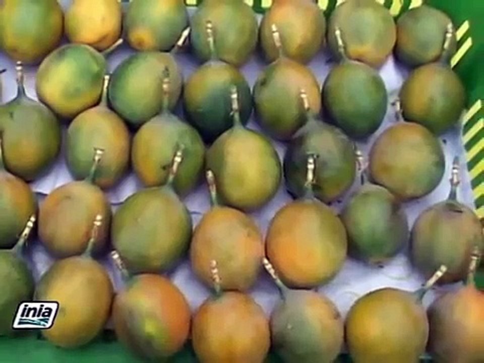 COSECHA Y POST COSECHA DE GRANADILLA