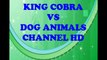 King Cobra Attack With Dog In Rivers !!! Amazing Animals I India  Fighr !! Famous !!!