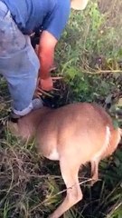 Brave Man Separates 2 Bucks Who Got Entangled During A Fight!