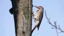 Woodpecker Pecking and Calling : Northern Flicker, Red-shafted Flicker