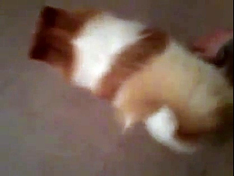 Spoiled dog, funny pet | cats and dogs 2015