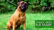 Funny Bullmastiff Dog Video | cats and dogs 2015