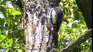hybrid great spotted and syrian woodpecker
