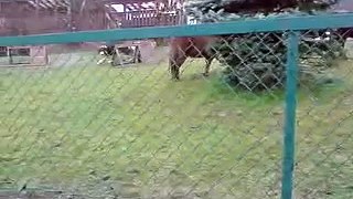 Hest og hund