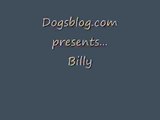Billy - Staffordshire Bull Terrier Avaliable for Adoption