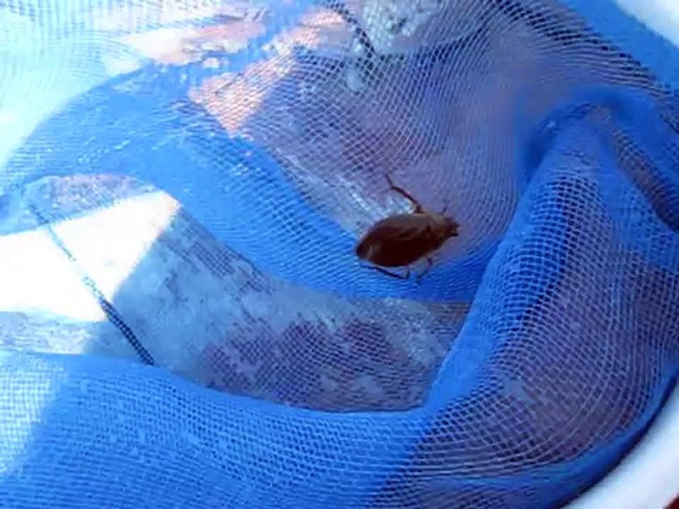 Hug Bug Pool Cleaner - video Dailymotion