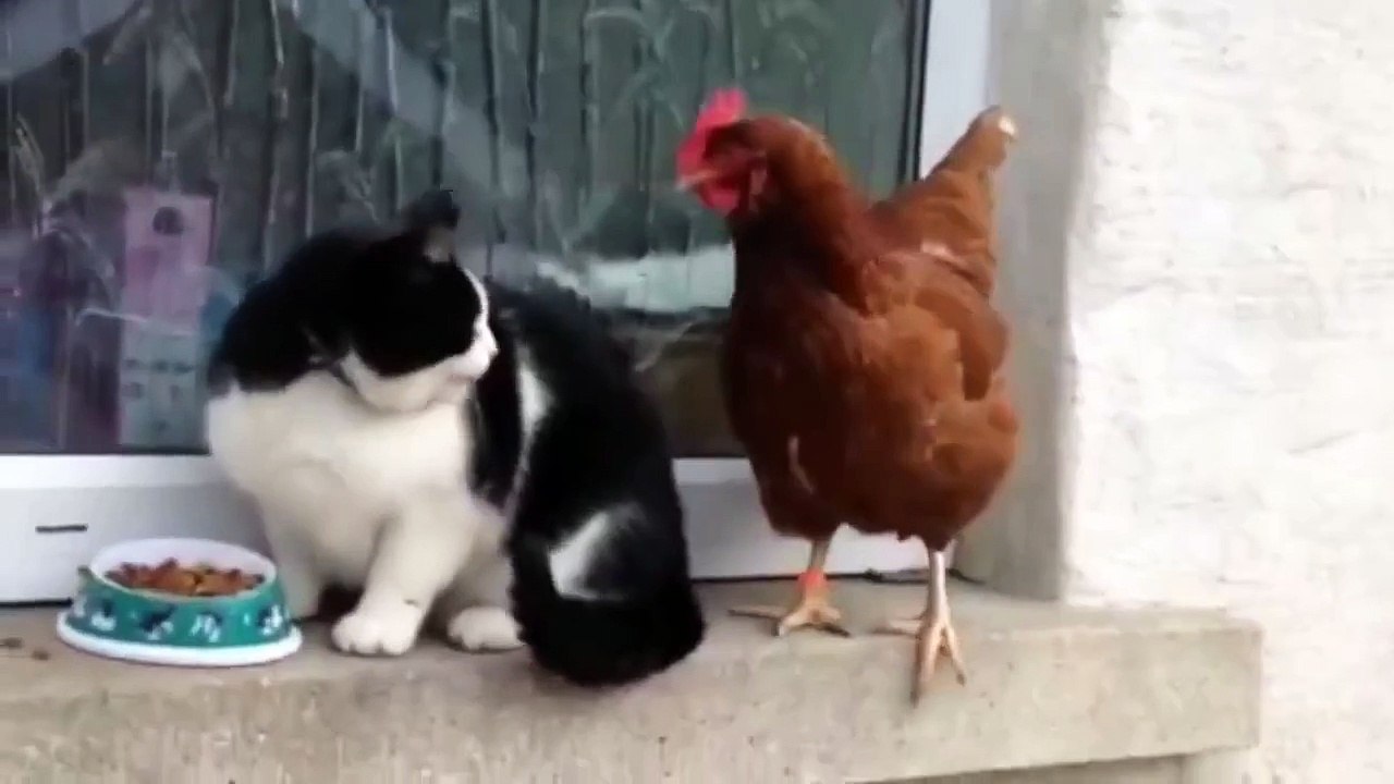 Cock vs Pussy : The Legends