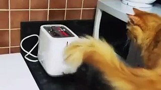 Cat 0 - 1 Toaster - funny video of Cheetos the cat discovering toaster