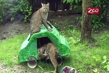 Piñatas and Weebles and Boomer balls! Oh, my!