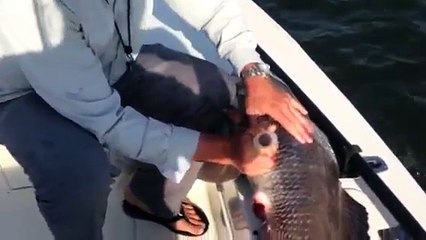 Proper deflation of a fish's swim bladder