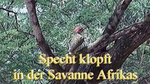 Wild Afrika 7: Nama-Specht in der Savanne Kenias (Dendropicus namaquus)