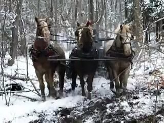 Travail au bois avec les chevaux - skider