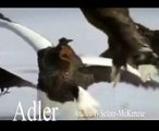 Adler Riesenadler Tiere Animals SelMcKenzie Selzer-McKenzie