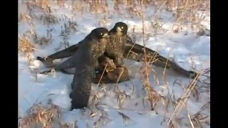 two hunting falcons