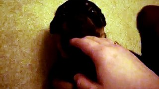 Rottweiler biting fingers (Loki)