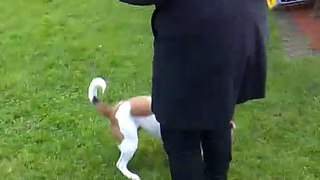 parson jack russell terrier - tricks