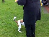 parson jack russell terrier - tricks
