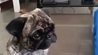 Pug loves listening to arabic music - soti hareb menni