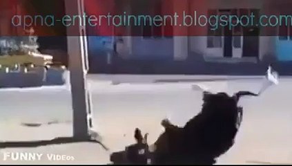 best pranks funny videos cow attacks by man