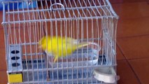 HD - Canario amarillo dándose un baño / Canary bathing