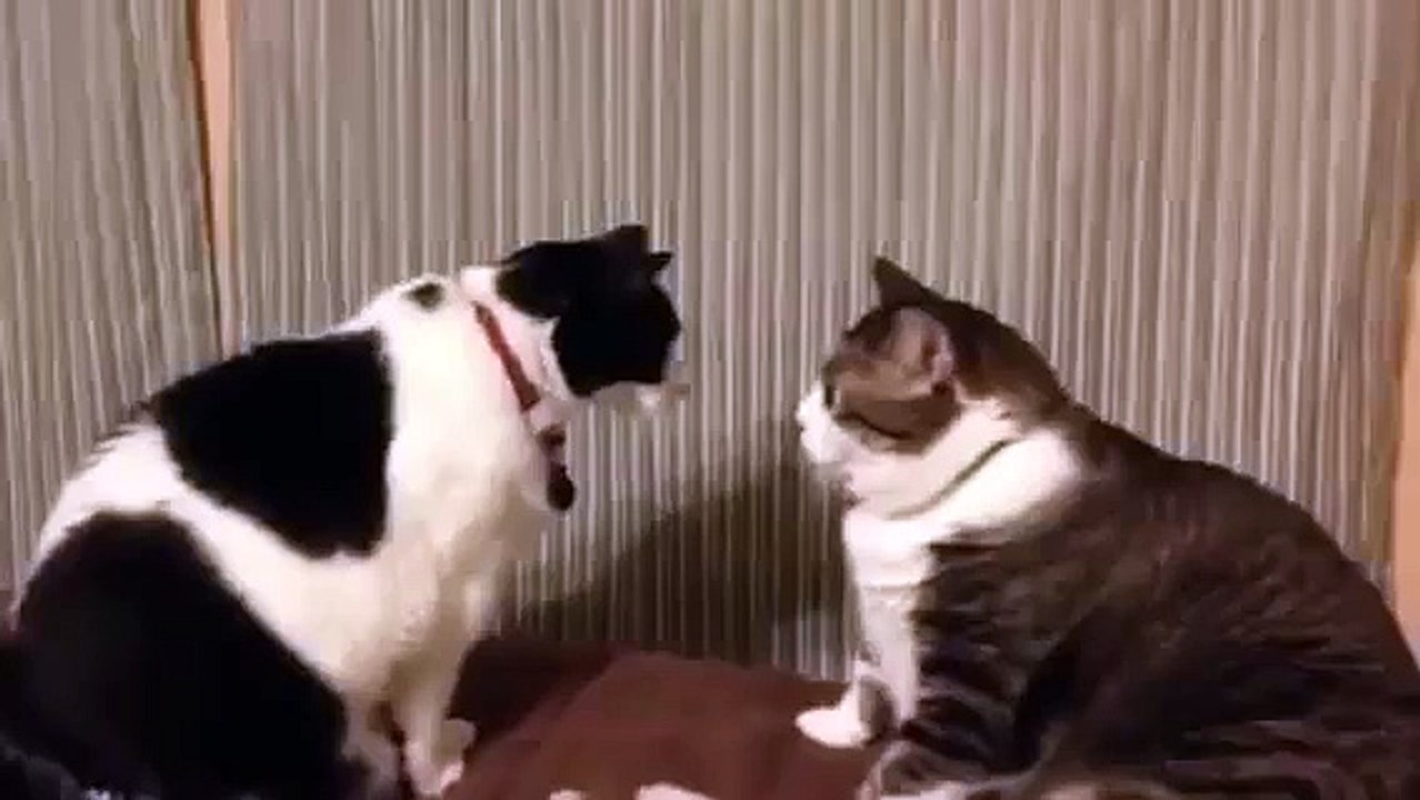 Duel cats XD