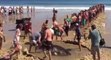 Une centaine de personnes tentent de sauver un requin blanc
