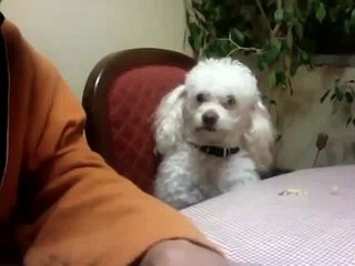 Si mano gruñe, perro gruñe