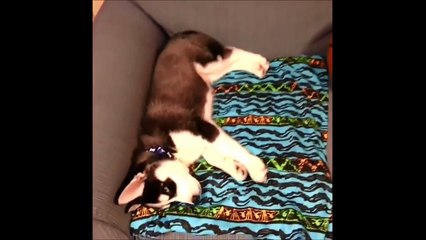 NEW  Funny Husky Vines Compilation MARCH 2015 | funny animals compilation