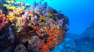 EDGE Coral Reefs
