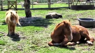 Heaven's Gate Animal Rescue /Alberta