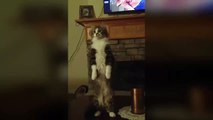 The cat stands on two legs Кот смешно стоит