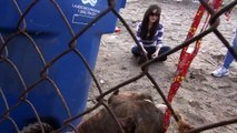 Kids Threw Rocks At This Pit Bull That Just Wanted To Be Loved. Watch This.