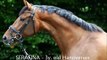 Andrea Bank Video Diary - Conformation of a Young Dressage Horse (Part 1)