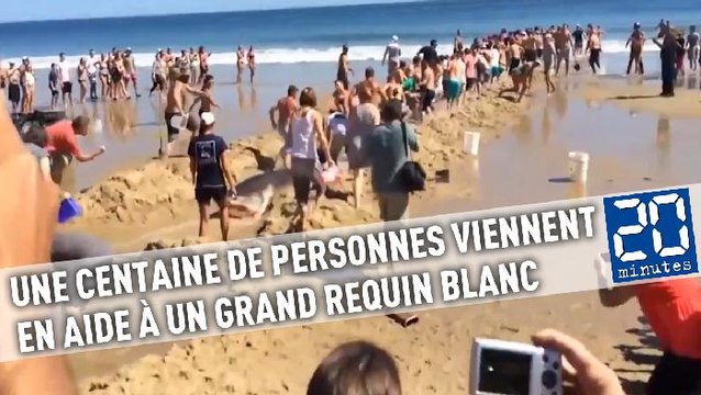 Une centaine de personnes viennent en aide à un grand requin blanc sur une plage