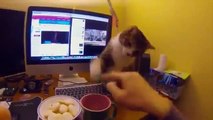 Funny Cats Compilation Funny Cat Videos Ever Funny Videos Funny Animals Funny Animal Videos 12