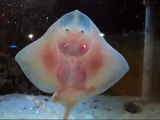 FUNNY DANCING BABY STINGRAYS