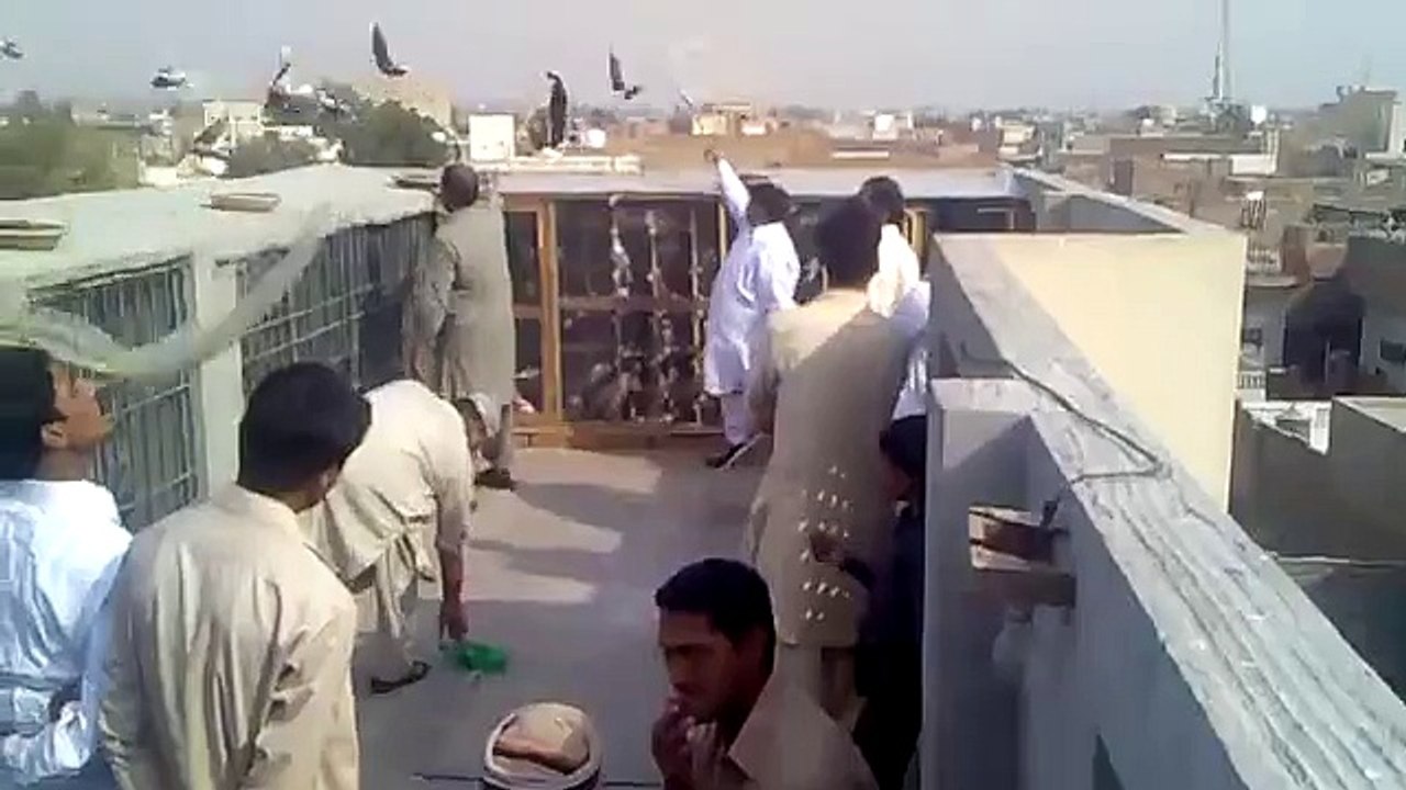 Pigeons in multan part 1