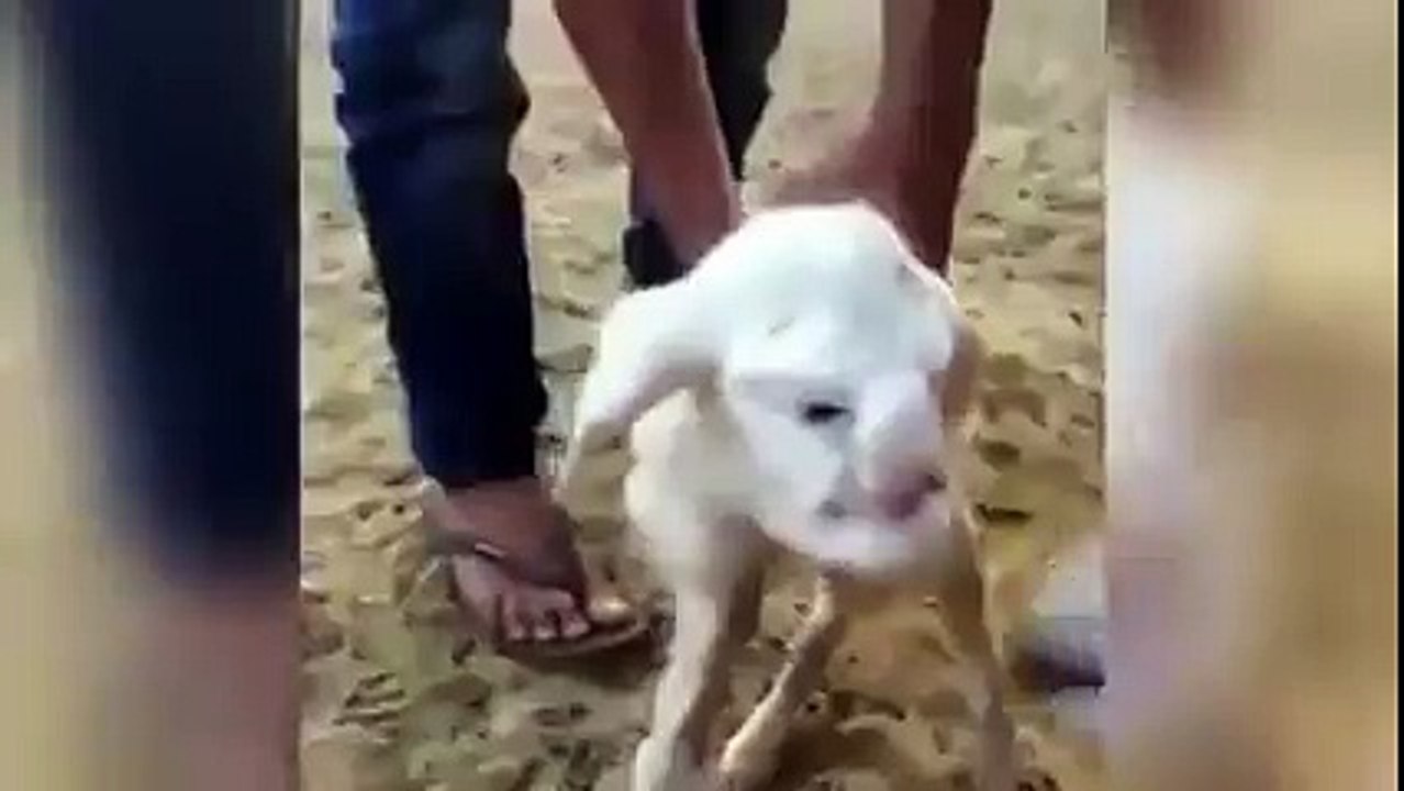 Bizarre Lamb Born With 'Human Face' in Russia PLEASE LIKE & SHARE