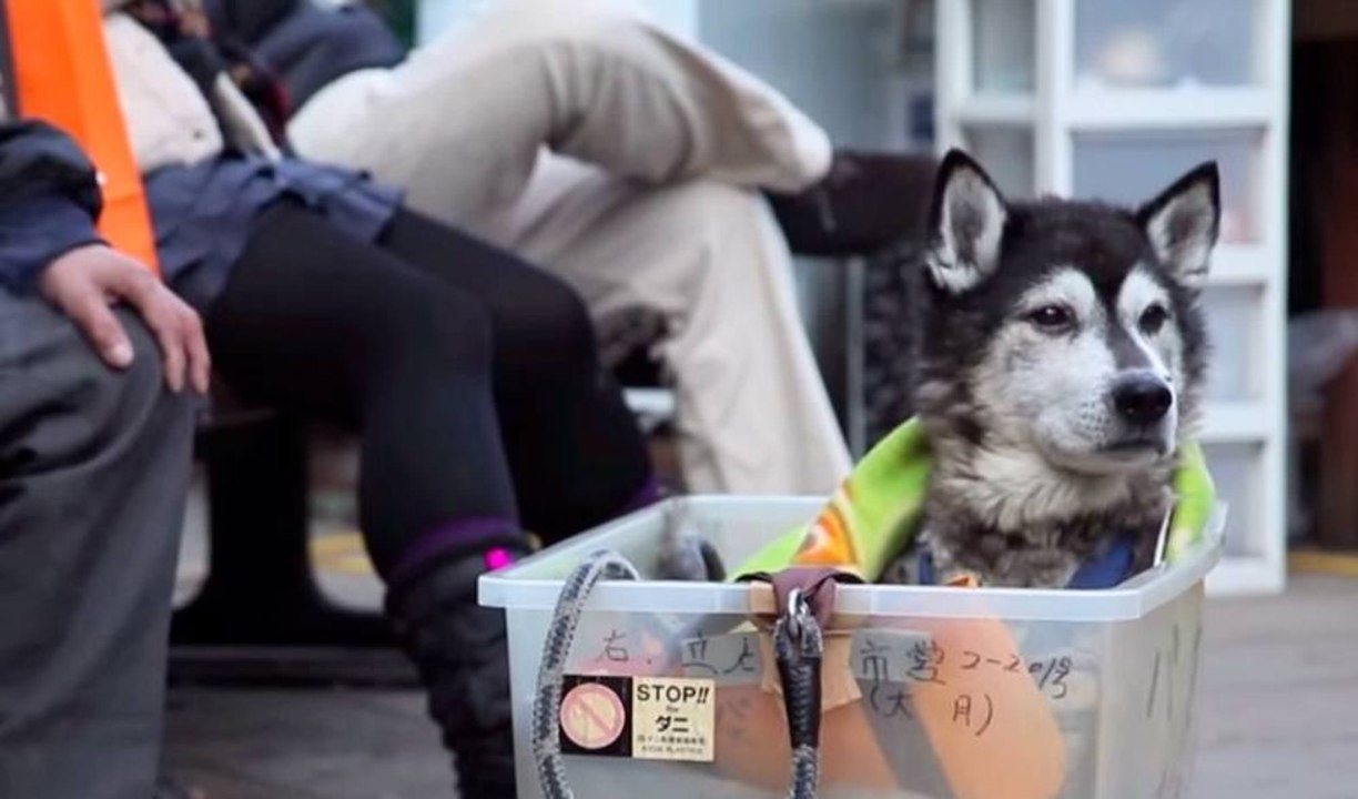 Cette vidéo émouvante montre exactement comment nous devrions toujours nous occuper des chiens plus âgés.
