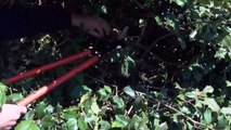 In the Garden - Pruning Holly Bushes
